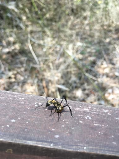 Camponotus sericeiventris photo 339