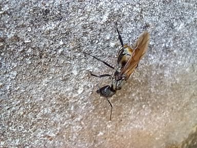 Camponotus sericeiventris photo 340