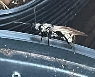 Camponotus sericeiventris photo 344