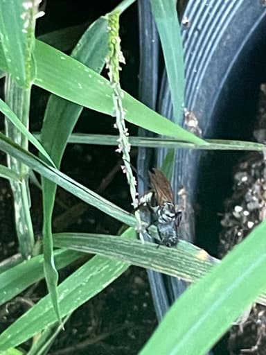 Camponotus sericeiventris photo 347