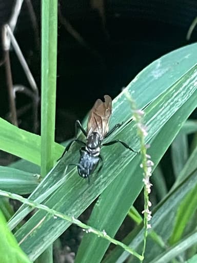 Camponotus sericeiventris photo 350