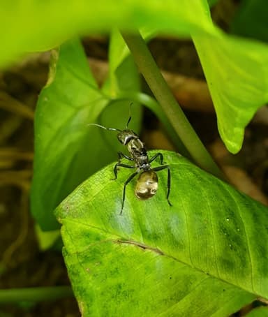 Camponotus sericeiventris photo 355