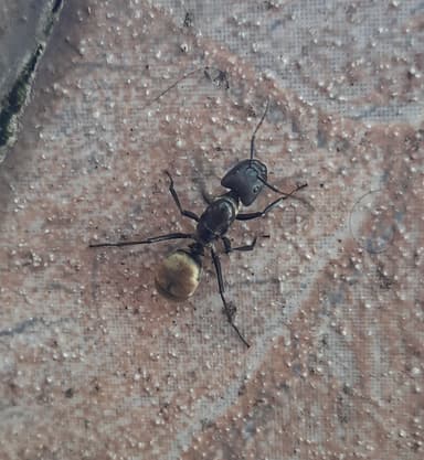 Camponotus sericeiventris photo 356
