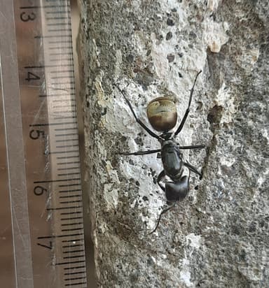 Camponotus sericeiventris photo 357