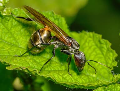 Camponotus sericeiventris photo 359