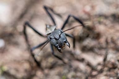 Camponotus sericeiventris photo 360