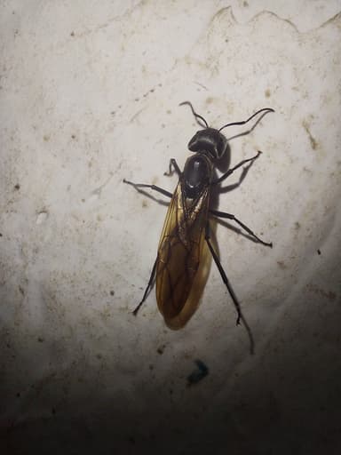 Camponotus sericeiventris photo 362