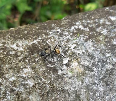 Camponotus sericeiventris photo 366
