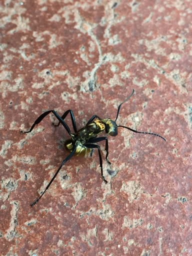 Camponotus sericeiventris photo 367