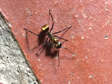 Camponotus sericeiventris photo 369