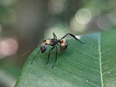Camponotus sericeiventris photo 370
