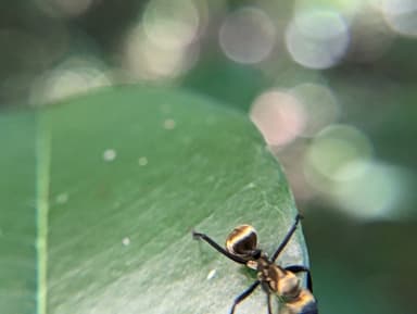 Camponotus sericeiventris photo 372