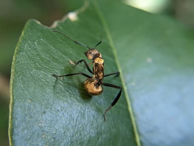 Camponotus sericeiventris photo 374