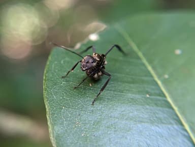 Camponotus sericeiventris photo 375