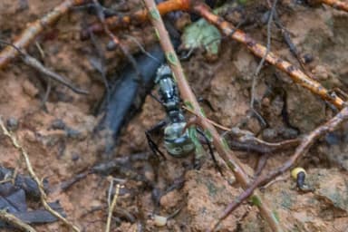 Camponotus sericeiventris photo 384
