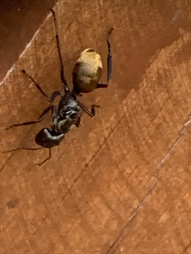 Camponotus sericeiventris photo 387