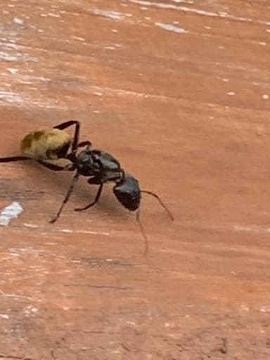 Camponotus sericeiventris photo 388