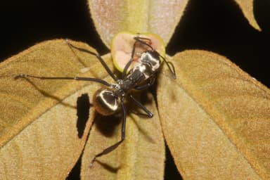 Camponotus sericeiventris photo 389