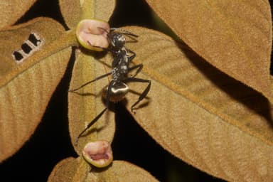 Camponotus sericeiventris photo 390