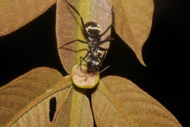 Camponotus sericeiventris photo 391