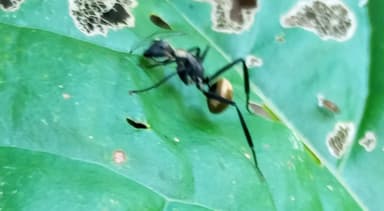 Camponotus sericeiventris photo 393