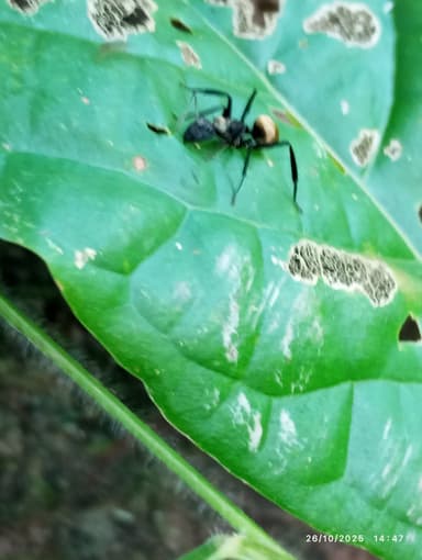 Camponotus sericeiventris photo 394