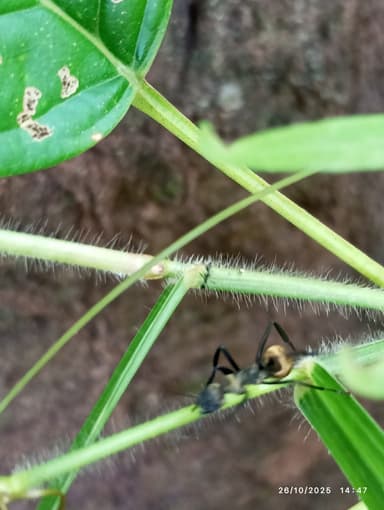 Camponotus sericeiventris photo 395