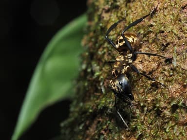 Camponotus sericeiventris photo 396