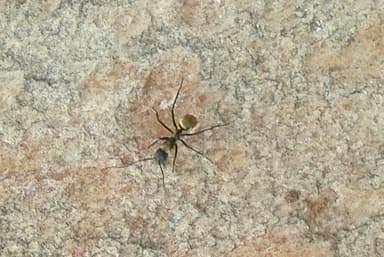 Camponotus sericeiventris photo 397