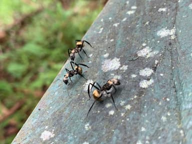 Camponotus sericeiventris photo 399