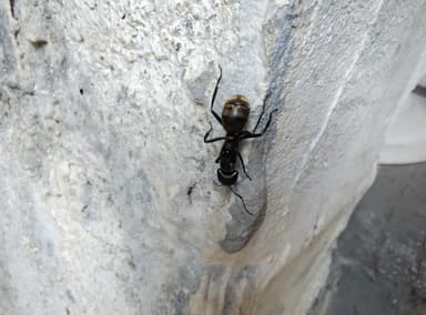 Camponotus sericeiventris photo 401