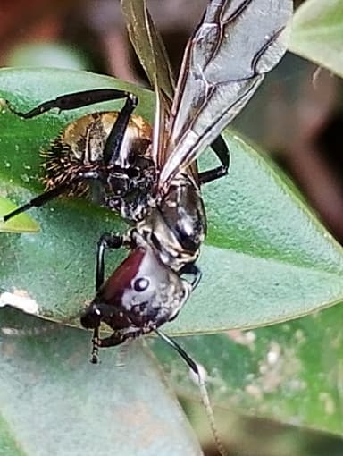 Camponotus sericeiventris photo 403