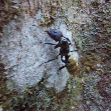 Camponotus sericeiventris photo 416