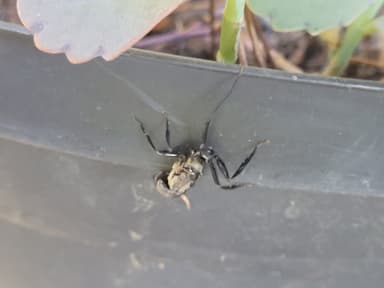 Camponotus sericeiventris photo 443