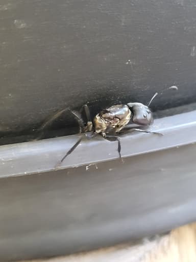 Camponotus sericeiventris photo 445