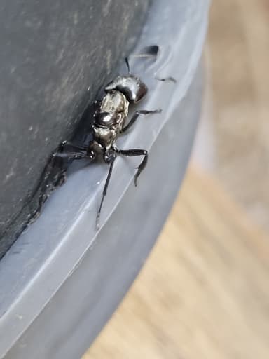 Camponotus sericeiventris photo 447