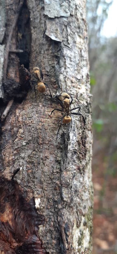 Camponotus sericeiventris photo 448