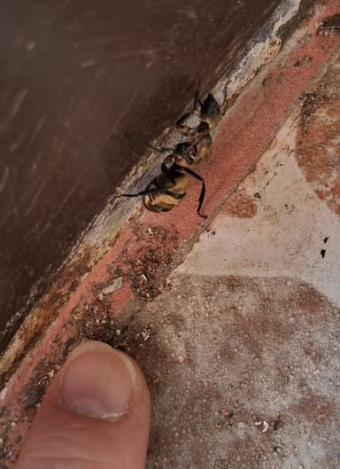 Camponotus sericeiventris photo 454
