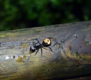 Camponotus sericeiventris photo 455