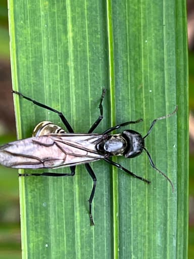 Camponotus sericeiventris photo 457