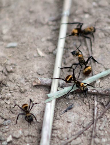 Camponotus sericeiventris photo 474