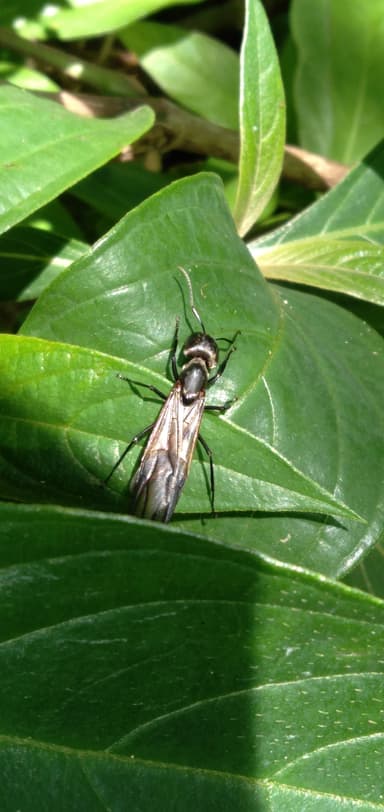 Camponotus sericeiventris photo 475