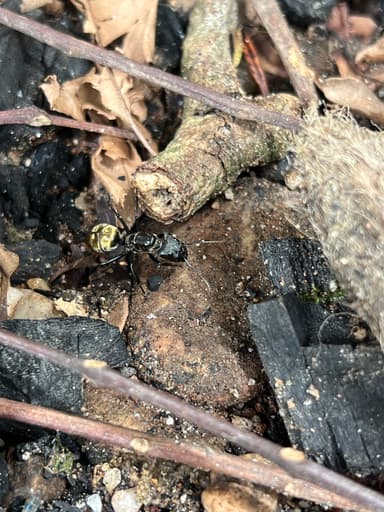 Camponotus sericeiventris photo 477