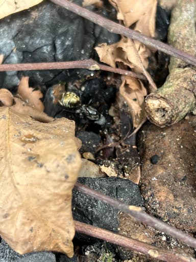Camponotus sericeiventris photo 478