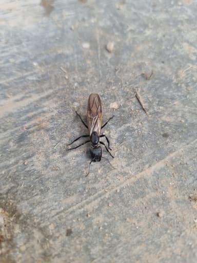 Camponotus sericeiventris photo 480