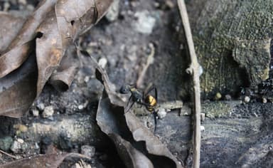 Camponotus sericeiventris photo 482