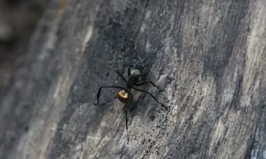 Camponotus sericeiventris photo 484