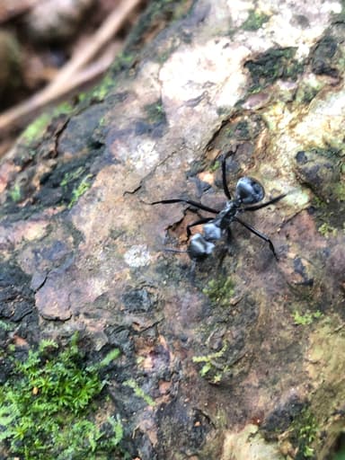 Camponotus sericeiventris photo 486