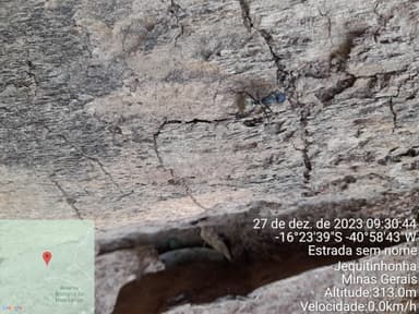 Camponotus sericeiventris photo 488