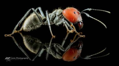 Camponotus singularis photo 1